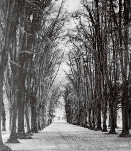 In earlier times the splendid promenade lined by four rows of linden trees framed the view to Bad Frankenhausen.   
Once the new palace had been completed, the building stood at the end of the line of sight. The remaining aged trees were cleared after 1960.