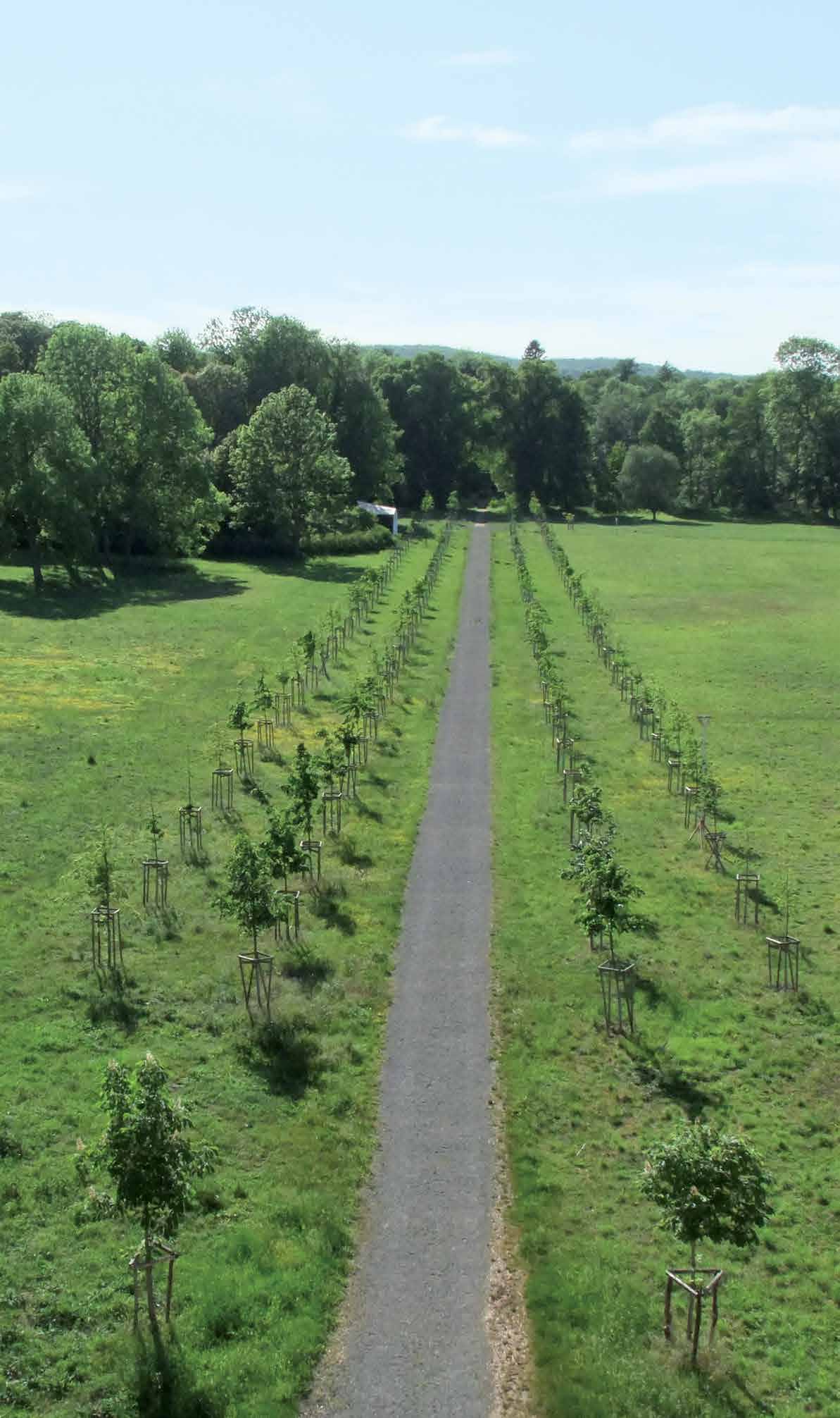 Recreated promenade with four rows of linden trees.
Photo taken in front of New Palace in 2012